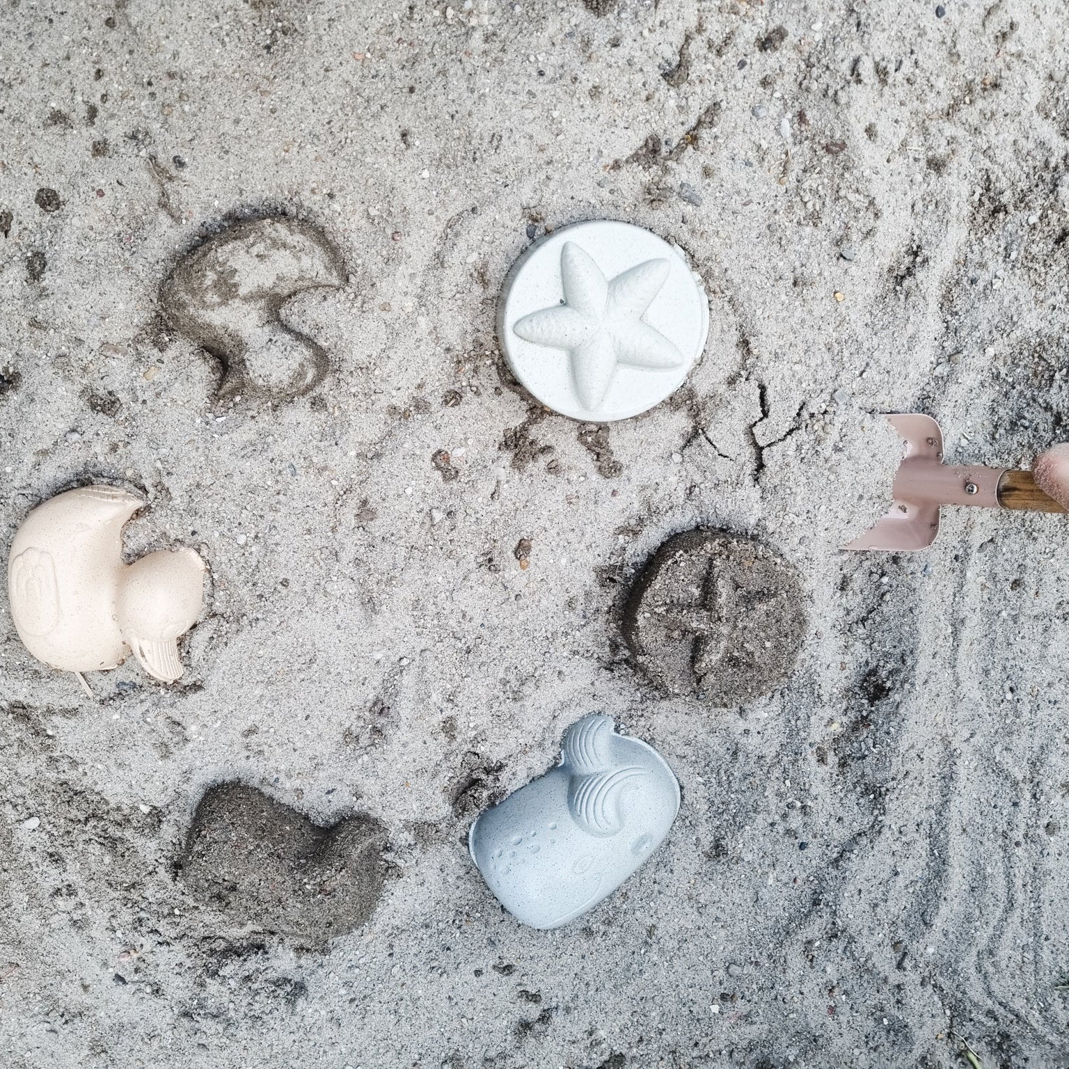 Seashells and starfish on a sandy surface with a hand holding a tool.